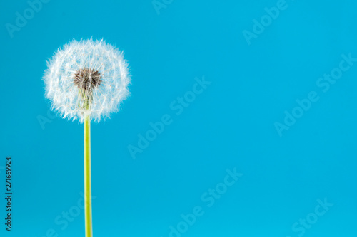 Fotografia  dandelion on a blue background. Lettering space