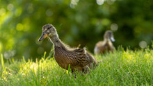 Little Wild Ducklings Walk On The Green Grass