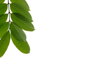 tropical tree leaves with twigs hanging from the tree on white isolated background for green foliage