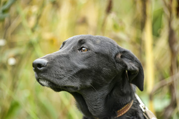 unhappy sad guilty black dog on a background of green grass