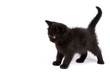 © yavyav - Beautiful black kitten on a white background