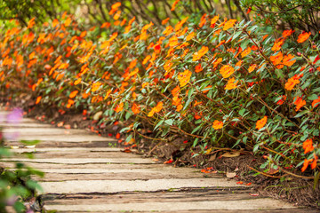 Wall Mural - Close shot of wooden and concrete walkway in Impatiens garden.