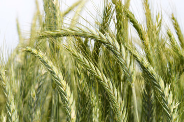 Wall Mural - Close up of barley field