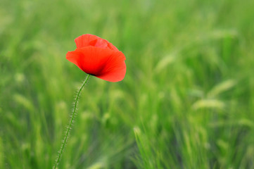 Wall Mural - Close up of red poppy in a field