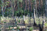 Fototapeta  - Kampinoski Park Narodowy, Obszar Ochrony Ścisłej 