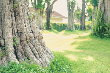 big tree on green grass