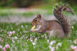 Squirrel eating peanut while sitting in grass