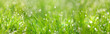 Green grass abstract background. beautiful juicy young grass in sunlight rays. green leaf macro. Bright fresh Summer or spring nature background. long banner.  copy space