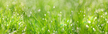 Green Grass Abstract Background. Beautiful Juicy Young Grass In Sunlight Rays. Green Leaf Macro. Bright Fresh Summer Or Spring Nature Background. Long Banner.  Copy Space