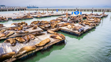 Sea Lions Resting On Wooden Platforms At Pier 39, One Of The Landmarks Of San Francisco