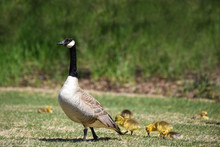 Goose Walking With Gosling Chicks Behind