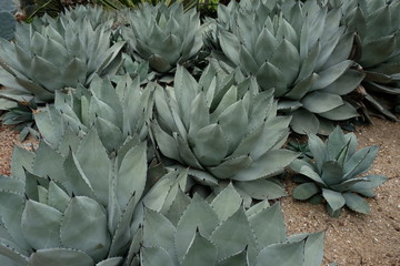 Wall Mural - Grey green, large leaves of Parry's agave (Agave parryi)