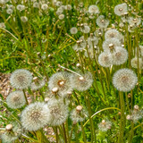 Fototapeta Dmuchawce - Square White dandelions thriving near a rocky creek surrounded by lush green foliage