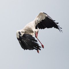 Wall Mural - Close up of an isolated white stork bird in the wild- Romania