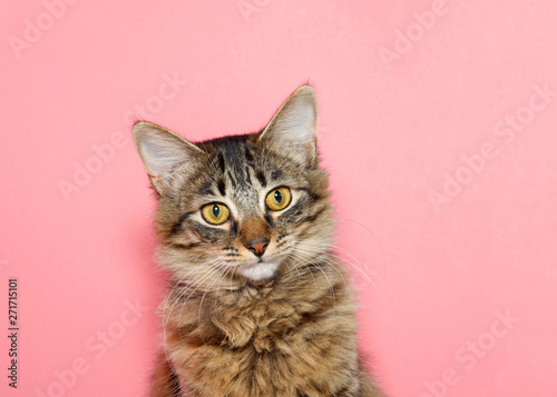 Cuadros en Lienzo portrait of a curios long haired black and tan tabby cat with bright yellow eyes looking at viewer