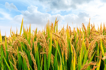 Ripe rice field and sky landscape on the farm