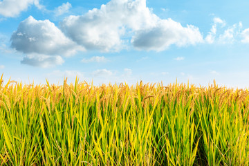 Wall Mural - Ripe rice field and sky landscape on the farm