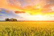 © ABCDstock - Ripe rice field and sky background at sunset time with sun rays