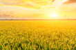 Ripe rice field and sky background at sunset time with sun rays