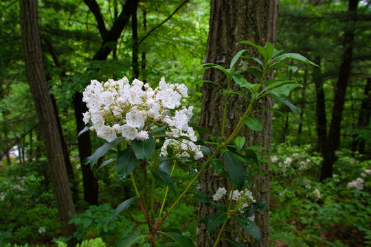 Pennsylvania Mountain Laurel In Bloom - State Flower Of PA