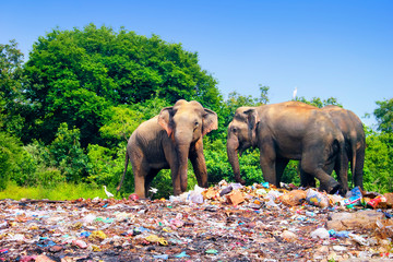 few indian elephants walking near garbage dump against the background of blue sky and trees on the o