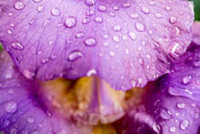 Bearded Purple Iris Bloom Pistil And Petals Closeup. Inner Of Iris Flower, Purple, Violet, Yellow And White. Macro Photo Of Iris.