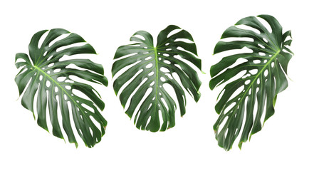 Big green leaf of Monstera plant on white background