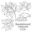 sandalwood vector set