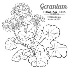 Poster - geranium plant illustration