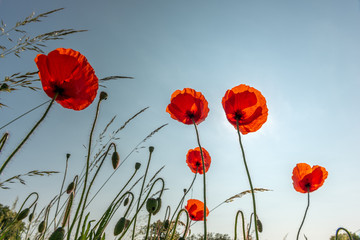 Poster - Coquelicots en fleur au printemps