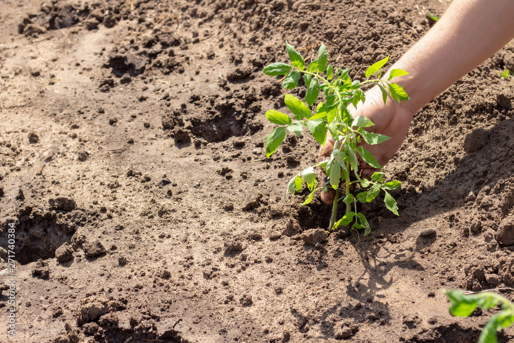 landing in the ground plants of tomato sprout spring Summer sunny day seedlings
