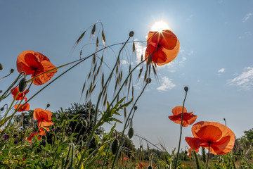 Canvas Print - Coquelicots en fleur au printemps