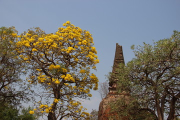 Old Pagoda And Flowering Blooming Silver Trumpet Flowers In Ayutthaya Historical Park During Summertime. Thailand