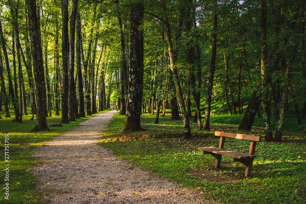 green forest with path Stock Photo | Adobe Stock