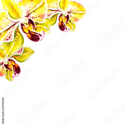 Beautiful frame from orchid flowers. Watercolor painting. Exotic plant. Flora...
