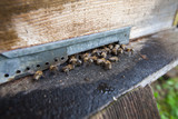 Fototapeta  - entrance of beehive with bees at apiary