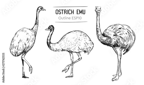 Cuadros en Lienzo Sketch of an ostrich. Hand drawn illustration converted to vector