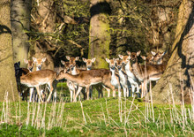 Fallow Deer In The Woods At Holkham Park, Near The North Norfolk Coast, Norfolk, East Anglia