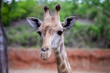 head shot giraffe in the zoo in Thailand