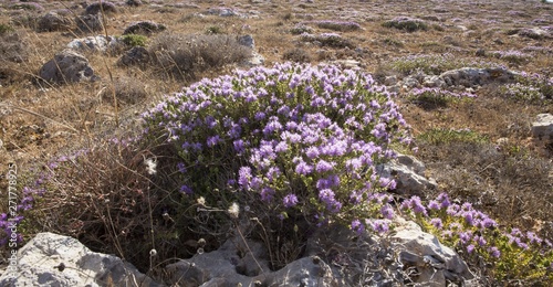 Cuadros en Lienzo Mediterranean thyme, Conehead thyme, Thymbra capitata
