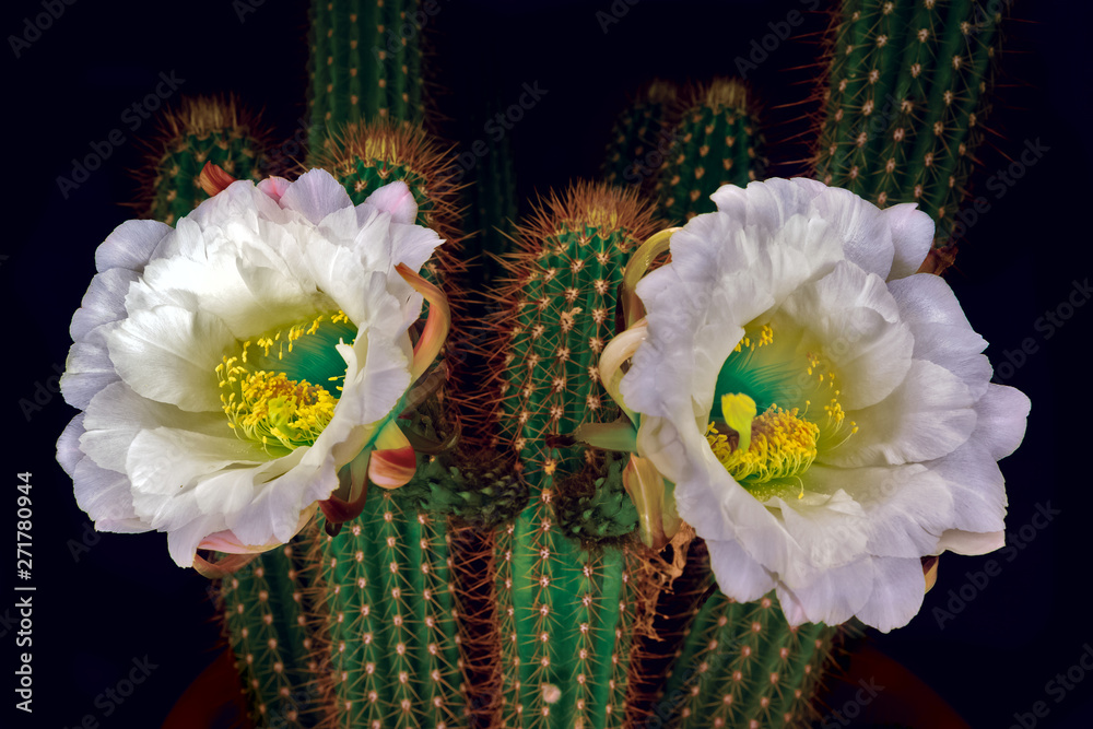 gelber kaktus Opuntia azurea – Kaktus mit gelben Blüten, trockenheits- und frostresi –  Secret Garden Plant Shop main image 0