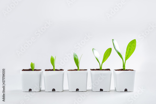 Cuadros en Lienzo Trees and growth In a white pot