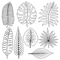 Set of tropical leaves on a white background.
