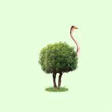 Ostrich With The Body As A Tree With Leaves On Green Background. Concept Of Interaction Of Different Nature Objects. Negative Space. Modern Design. Contemporary And Creative Art Collage.
