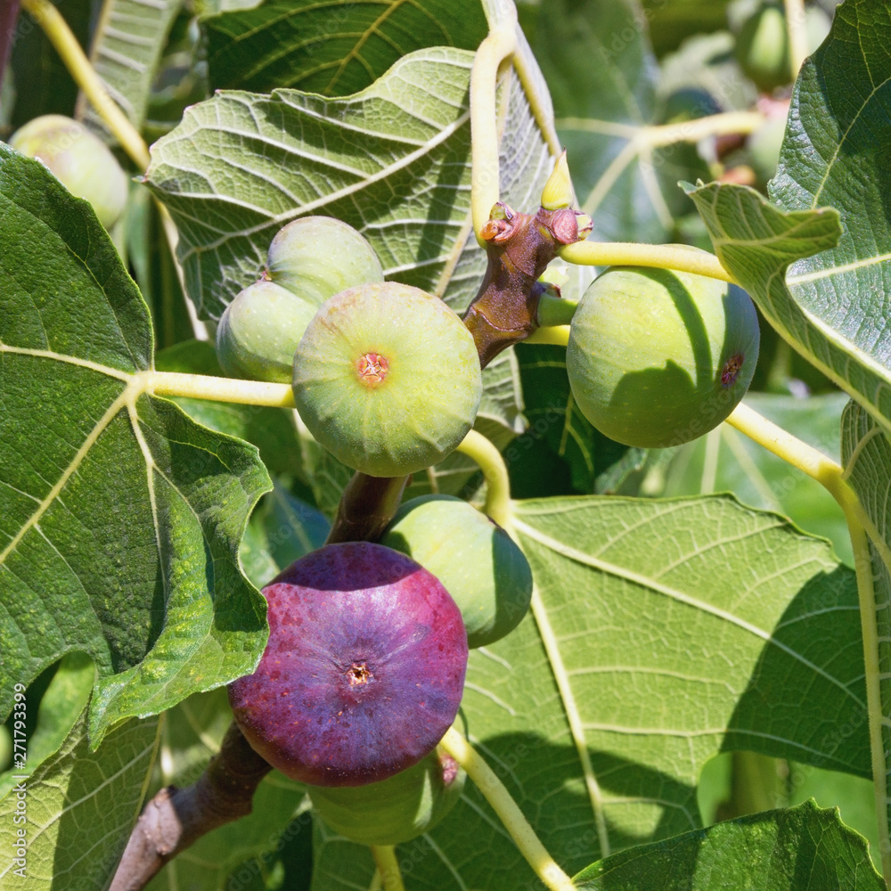 Branch of fig tree ( Ficus carica ) with leaves and bright colorful ...