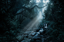 Deep Tropical Forest In Darkness