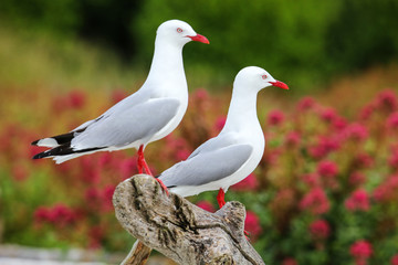 Poster - Red-billed gulls on the coast of Kaikoura peninsula, South Island, New Zealand