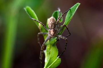 Wall Mural - Macro closeup shot of the spider