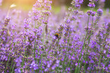 Fototapeta Lawenda - Provence lavender field