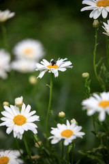 field of daisies - 2